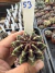 Gymnocalycium Híbrido Daydream vaso 6 Cod 53 - comprar online