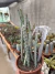 Cereus Spegazinii vaso 14 - comprar online