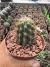 Xique xique (Pilosocereus Gounellei) vaso 11 - comprar online