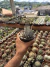 Haworthia attenuata var Zebrina vaso 11 na internet