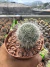 Mammilaria Hanniana vaso 11 raiz própria - sjplantas