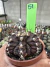 Gymnocalycium T- Rex vaso 6 cod 51