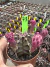 Gymnocalycium M. Purple vaso 9 cod 73 - comprar online