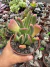 Kalanchoe Oricula vaso 12 - comprar online