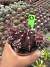Gymnocalycium M. Purple vaso 9 cod 53 - comprar online