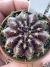 Gymnocalycium Híbrido Daydream vaso 6 Cod 81