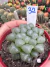 Haworthia de Vidro Cooperi importada vaso 9 Cod 32 - comprar online