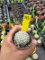 Astrophytum Asterias V-type Super Kabuto Vaso 6 cod 112 - comprar online
