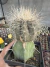 Copiapoa krainziana exertada vaso 12
