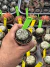 Astrophytum Asterias V-type Super Kabuto Vaso 6 cod 104 - comprar online
