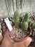 Trichocereus Bridgesii Monstruoso ‘Cacto Penis” vaso 11 Cod 4