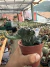 Rabo de sereia vaso 11 cod 20