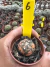 Asteria Purple Variegada vaso 6 cod 6 - comprar online