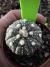 Astrophytum Asteria vaso 6 cod 170