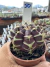 Gymnocalycium Híbrido Daydream vaso 6 Cod 50