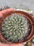 Mammilaria Rubrograndis vaso 11 - sjplantas