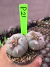 Lophophora Willamsii var Texana vaso 9 P21 - comprar online