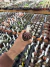 Gymnocalycium T- Lux vaso 6 cod 22 - comprar online
