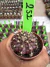 Gymnocalycium T- Rex vaso 6 cod 252 - comprar online