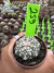 Astrophytum Asterias V-type Super Kabuto Vaso 6 cod 259 - comprar online
