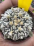 Astrophytum Asterias V-type Super Kabuto Vaso 6 cod 75