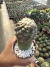 Copiapoa chileno exertado vaso 9 cod 10