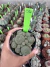 Rebutia Heliosa var Condorensis vaso 9 cod 6 - comprar online