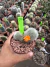 Rebutia Muscula vaso 11 cod 4 na internet