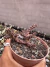 Edithcolea Gradi Tapete Persa vaso 9 - sjplantas