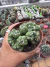 Wild Cereus Cristata vaso 9 - comprar online