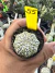 Astrophytum Asterias V-type Super Kabuto Vaso 6 cod 55 - comprar online