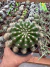 Cacto Echinopsis Oxygona vaso 12 - comprar online