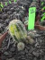Echinopsis Chamaelobivia variegata vaso 9 cod 11 - comprar online