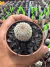 Echinocereus Rigidissimus (arco iris) vaso 7 - comprar online