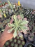 Euphorbia Monadenium Guentheri Variegata vaso 9 - comprar online