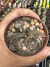 ARIOCARPUS TRIGONUS VASO 7