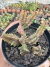 Huernia Zebrina Variegata vaso 9 sortidas