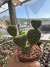 cacto Opuntia Microdasys Orelha de Mickey Cristata vaso 11 Cod 8 na internet