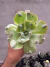 Echeveria Gibbiflora New Height vaso 13 - comprar online