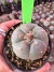 Lophophora Willamsii var Texana vaso 9 P1 na internet