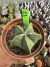 Astrophytum vaso 11 Cod 11