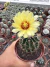 Thelocactus setispinus vaso 9 - comprar online