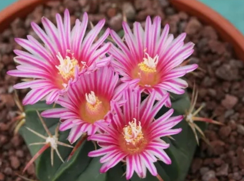 Ferocactus colônias vaso 11 - comprar online