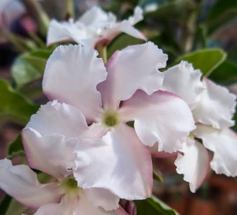 Pachypodim Saundersii Flor Branca vaso 12 - comprar online