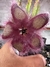 Stapelia Hirsuta Vaso 9 - comprar online