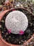 Mammilaria Microthele vaso 9 - sjplantas