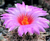 Thelocactus Bicolor vaso 11 - comprar online