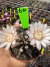 Gymnocalycium M. Purple vaso 9 cod 60 - sjplantas