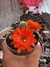Echinopisis chamaecereus Flor Laranja vaso. 9