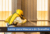 Banner de Doanno 